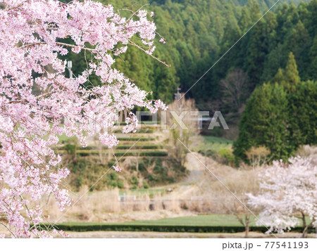 【三重県道15号】桜咲く沿線風景 77541193