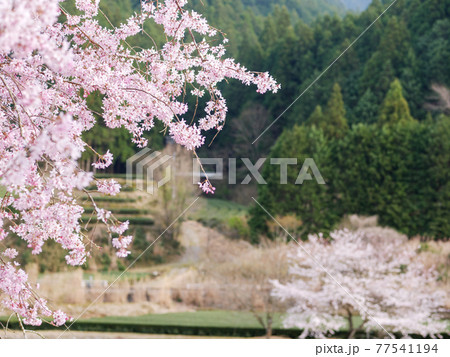 【三重県道15号】桜咲く沿線風景 77541194