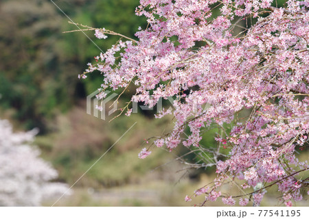 【三重県道15号】桜咲く沿線風景 77541195