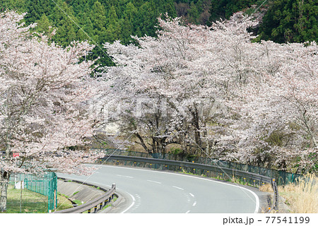 【三重県道15号】桜並木のワインディングロード 77541199