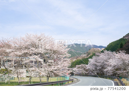 【三重県道15号】桜並木のワインディングロード 77541200