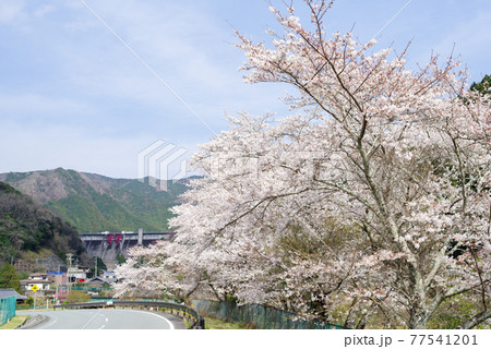 【三重県道15号】桜並木のワインディングロード 77541201