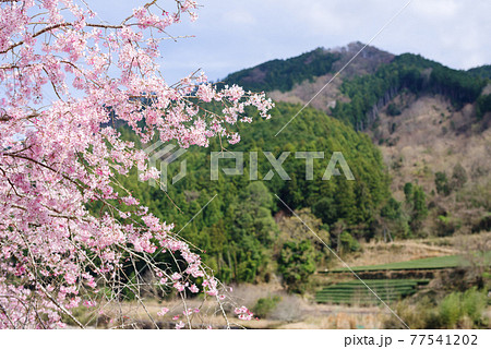 【三重県道15号】桜咲く沿線風景 77541202