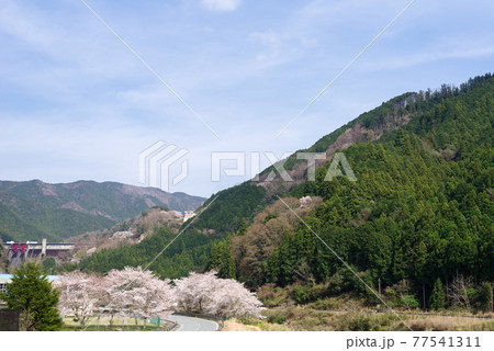 【三重県道15号】桜並木のワインディングロード 77541311
