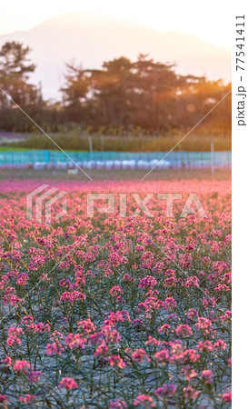 ラッキョウの花 (鳥取県北栄町) ラッキョウの花 (鳥取県北栄町) 77541411