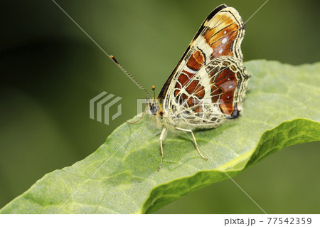 サカハチチョウ サカハチチョウ 77542359