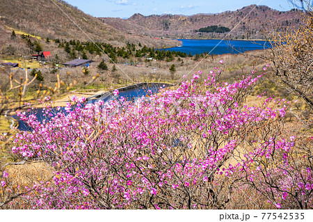 赤城山のアカヤシオ2の写真素材