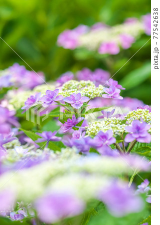 紫陽花の花いっぱいで花ボケも入れて豪華で可愛い写真。 紫陽花の花いっぱいで花ボケも入れて豪華で可愛い写真。 77542638