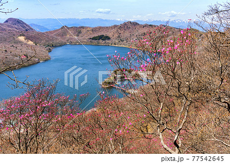 大沼とアカヤシオと谷川連峰 77542645
