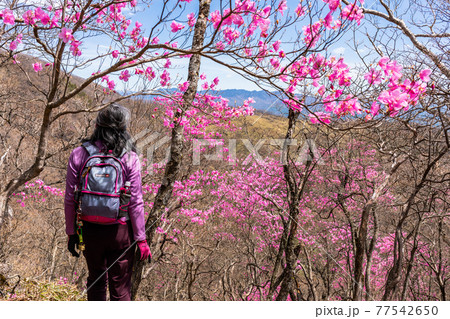 アカヤシオの稜線とハイカー 77542650