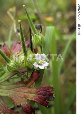 野に咲く小さなピンクのアメリカフウロの花 77542682