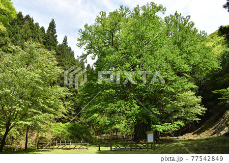 新緑の「糸井の大カツラ」 樹齢2000年の巨木の写真素材 [77542849] - PIXTA