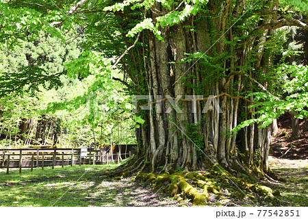 新緑の 糸井の大カツラ 樹齢00年の巨木の写真素材