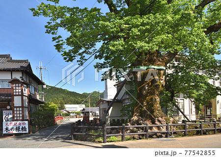 新緑の「木の根橋」 樹齢1000年のケヤキの巨木 新緑の「木の根橋」 樹齢1000年のケヤキの巨木 77542855