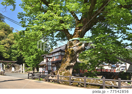 新緑の「木の根橋」 樹齢1000年のケヤキの巨木 新緑の「木の根橋」 樹齢1000年のケヤキの巨木 77542856