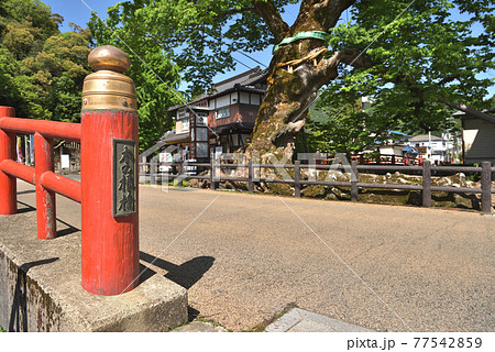 新緑の「木の根橋」 樹齢1000年のケヤキの巨木 新緑の「木の根橋」 樹齢1000年のケヤキの巨木 77542859
