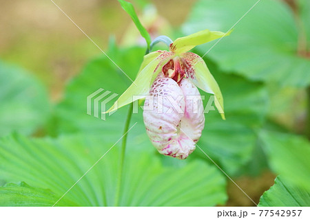 クマガイソウの花 クマガイソウの花 77542957