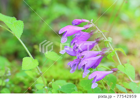 ラショウモンカズラの花の写真素材