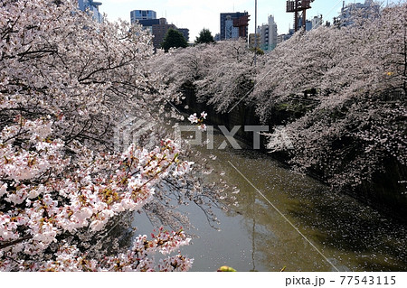 目黒川の桜 目黒川の桜 77543115