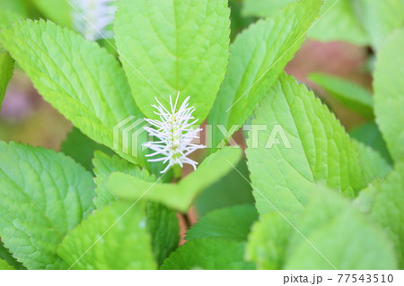 キビヒトリシズカの花 77543510