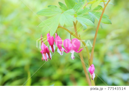ケマンソウの花 タイツリソウ ケマンソウの花 タイツリソウ 77543514