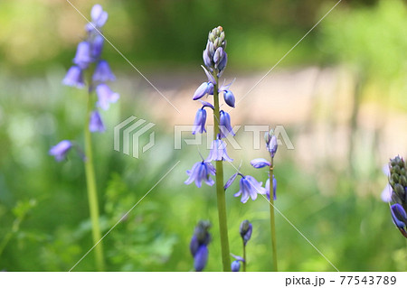 シラーの花 イングリッシュブルーベルの写真素材