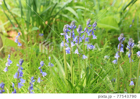 シラーの花 イングリッシュブルーベルの写真素材