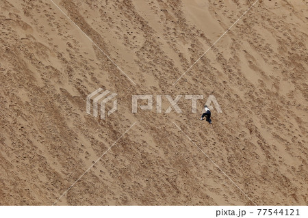 鳥取砂丘を登る子供 77544121