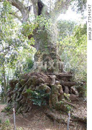 上色見熊野座神社 77544147