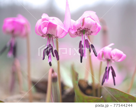 爽やかに咲き誇るカタクリ 77544244