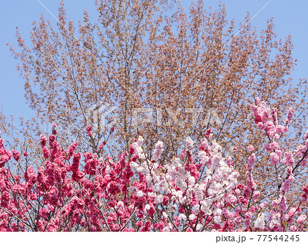 ハナモモ 77544245