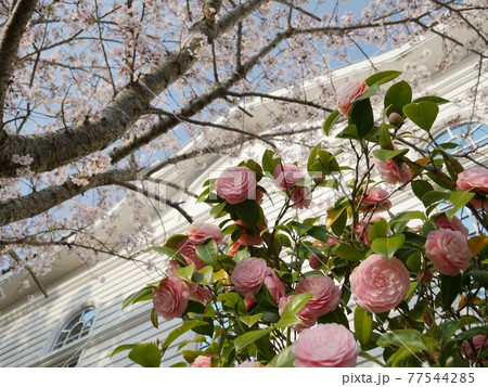 ツバキとサクラ 77544285