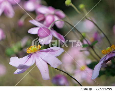 サラシナショウマ 77544299