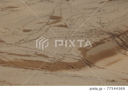 鳥取砂丘 鳥取砂丘 77544369