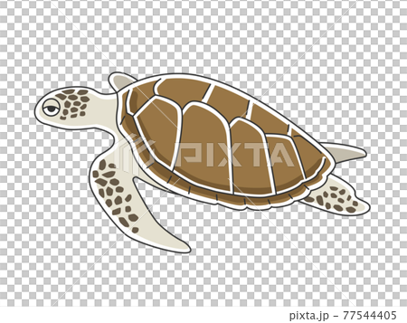 泳いでいるウミガメのイラスト 77544405