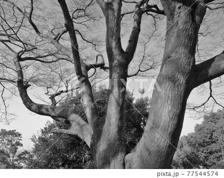 モノトーン これで一本の幹の冬の木の写真素材