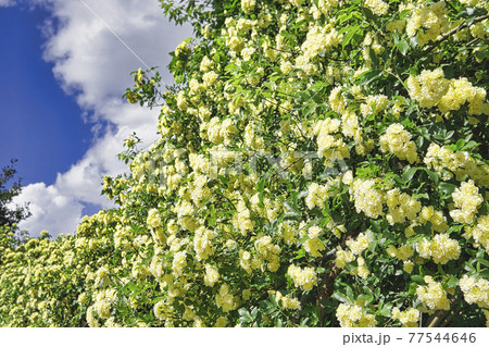 モッコウ薔薇の垣根 モッコウ薔薇の垣根 77544646