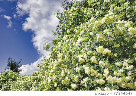 モッコウ薔薇の垣根 77544647