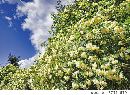 モッコウ薔薇の垣根 77544650