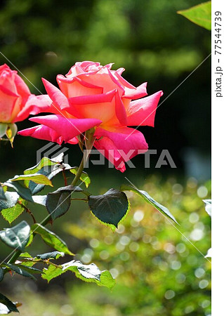 ガーデニング、バラの香りのするピンク色のバラの花　アップ・イメージ 77544739