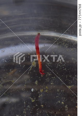 ユスリカの幼虫　赤虫 77544768