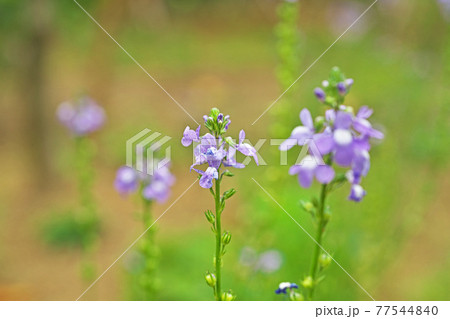 小さなマツバウンランの花 77544840