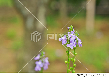 小さなマツバウンランの花 77544847