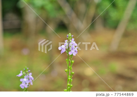 小さなマツバウンランの花 小さなマツバウンランの花 77544869
