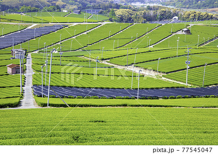 福岡県を代表するお茶の産地　美しい八女中央大茶園 77545047
