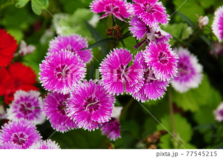 ナデシコ　Dianthus 77545215