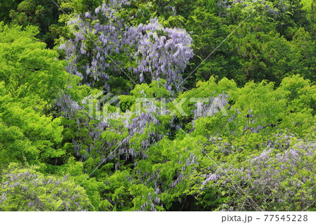 埼玉県秩父郡皆野町三沢 三沢川沿いの藤の花の写真素材
