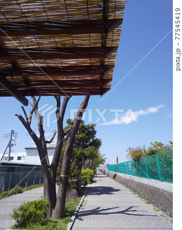 晴れた日の散歩道 晴れた日の散歩道 77545419