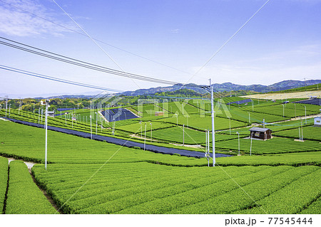 福岡県を代表するお茶の産地　美しい八女中央大茶園 77545444