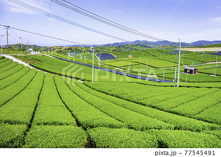 福岡県を代表するお茶の産地　美しい八女中央大茶園 77545491